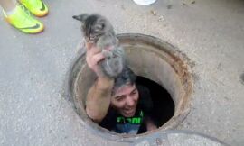 Imagem da notícia Homem salta sem medo para esgoto para resgatar gatinho que se encontrava lá estava preso sozinho